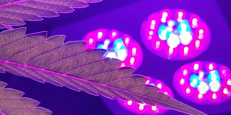 Welche Anbaulampe Hat Das Beste Lichtspektrum Für Cannabis?