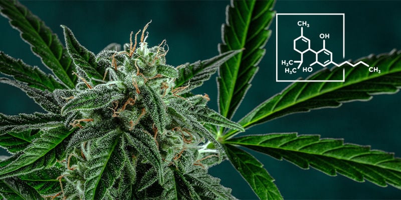 6. Das Gras Enthält Mehr CBD Als THC