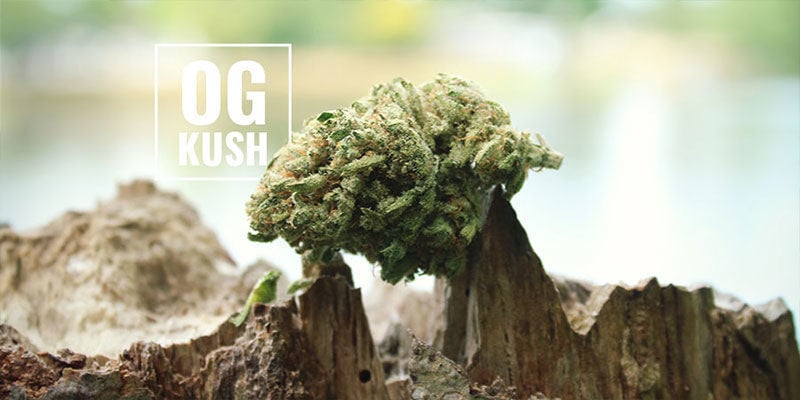 OG Kush Cannabis: Was Bedeutet OG?