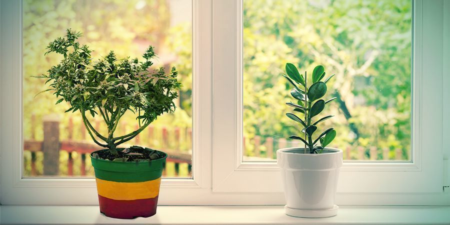 Aufzucht Auf Der Fensterbank