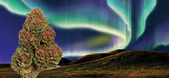 Northern Lights Zamnesia Seeds Northern Lights Zamnesia Seeds
