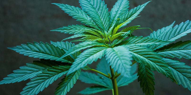 Anbau Von Reguläre Und Feminisierte Cannabissamen