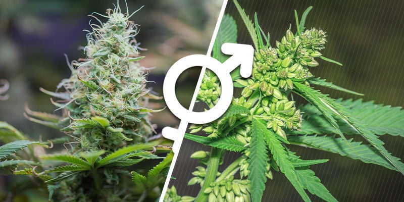 Das Geschlecht von Cannabispflanzen verstehen