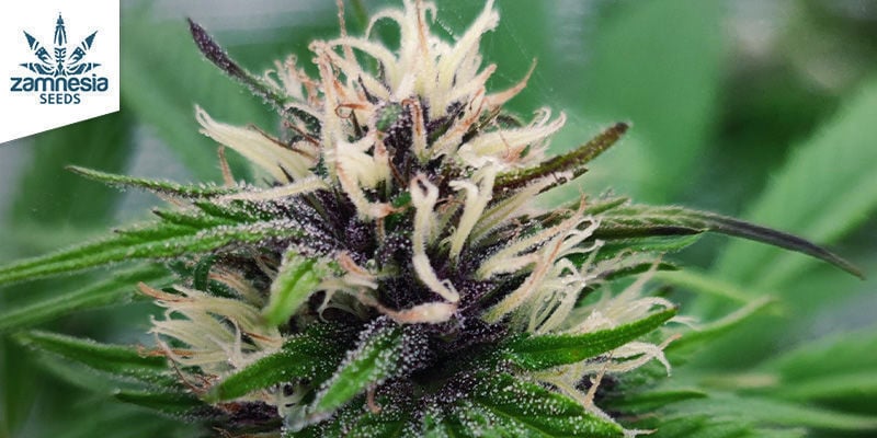 Blue Dream (Zamnesia Seeds) feminisiert