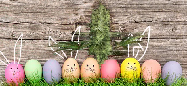 Ice Cream Paradise Seeds Easter Ice Cream Paradise Seeds Easter
