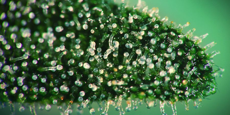 Schau Dir Die Cannabis Kristalle An