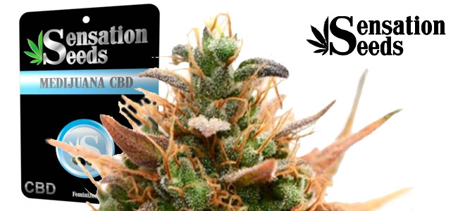 Medijuana CBD Sensation Seeds Medijuana CBD Sensation Seeds