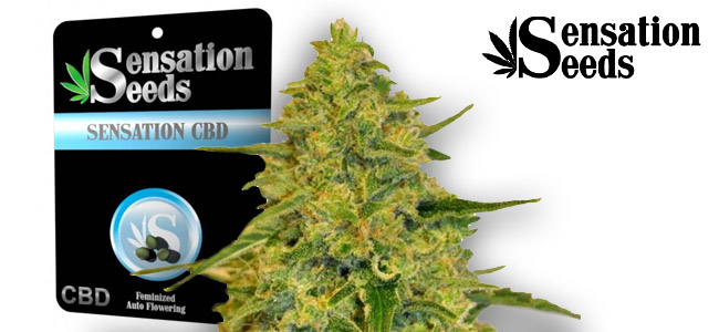 Sensation CBD Sensation Seeds Sensation CBD Sensation Seeds