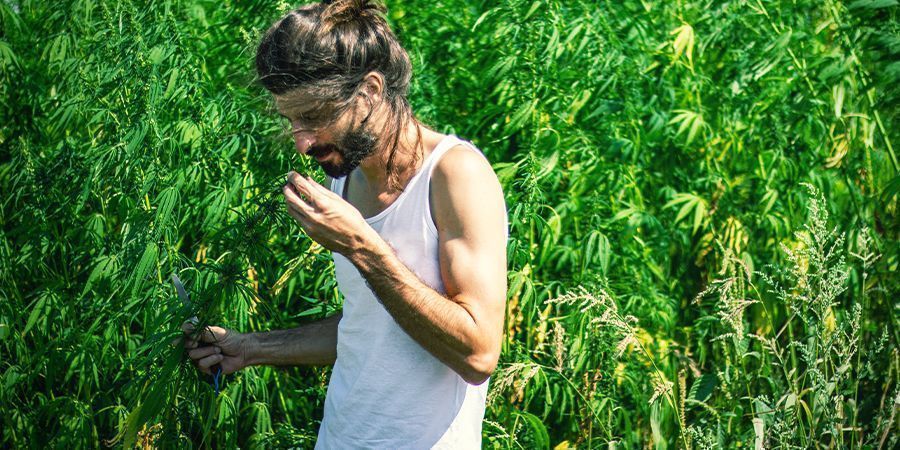 Der von Deinem Cannabis freigesetzte Geruch