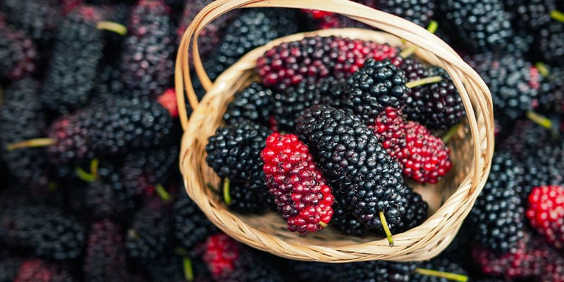 Halluzinieren mit Maulbeeren