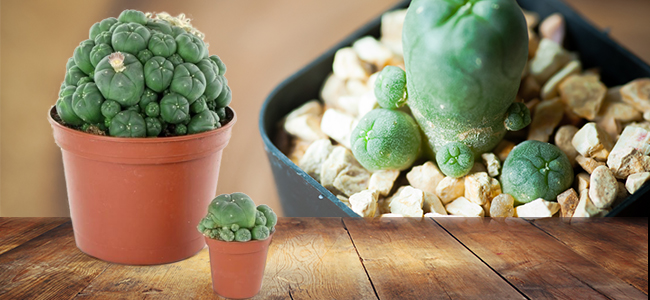 Peyote with pups Peyote with pups