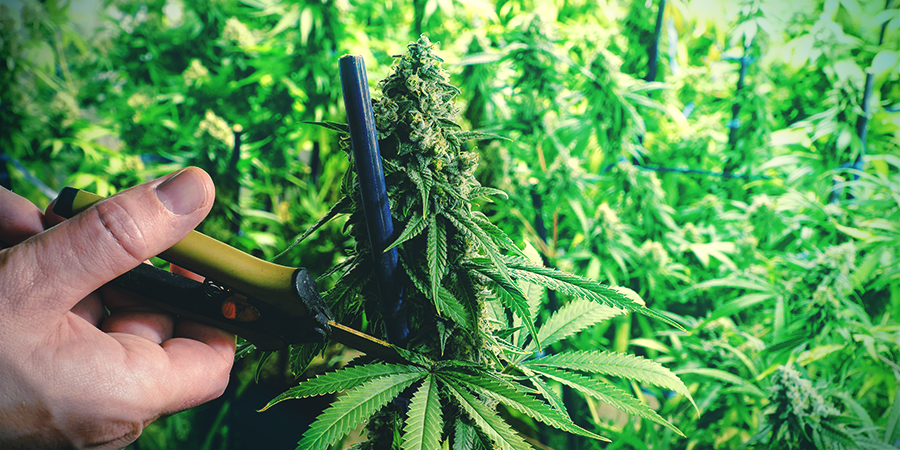 5 Methoden Um Den Cannabis Ertrag Zu Steigern Zamnesia Blog