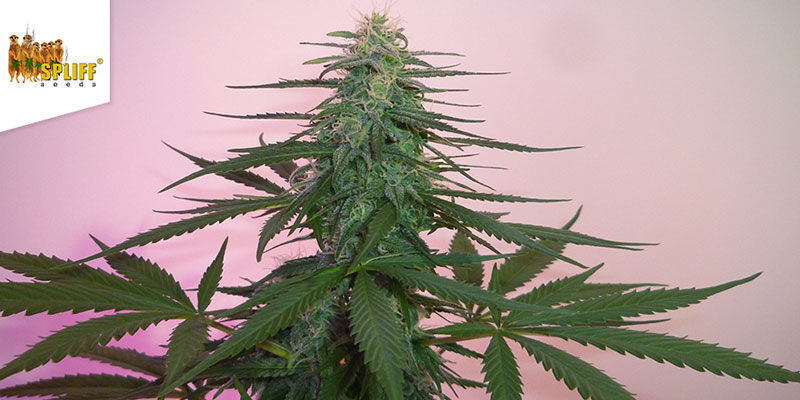 Fast Bud Outdoor — Spliff Seeds