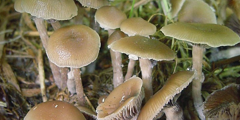 Psilocybe Atlantis