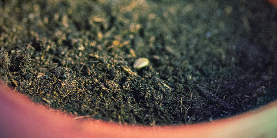 Cannabissamen Direkt Im Medium Keimen Lassen Cannabissamen Direkt Im Medium Keimen Lassen