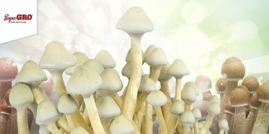 Wie Man Die Supa Gro (100% Mycelium) Zuchtsets Verwendet