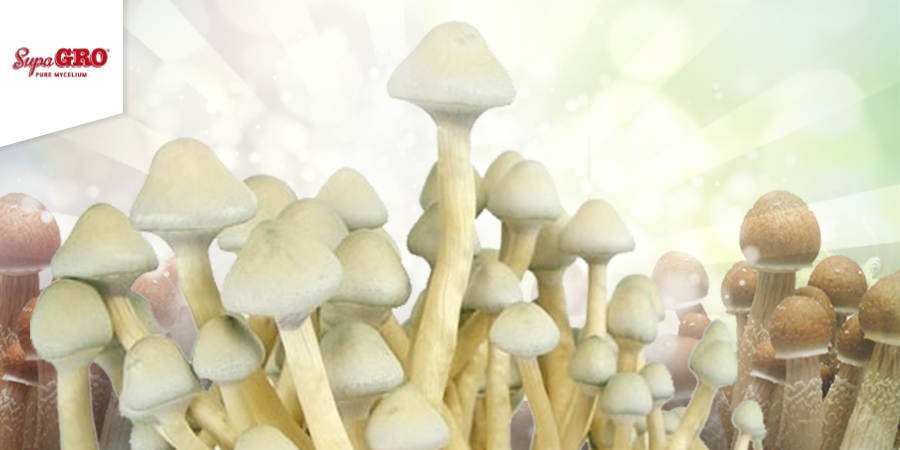Wie Man Die Supa Gro (100% Mycelium) Zuchtsets Verwendet Wie Man Die Supa Gro (100% Mycelium) Zuchtsets Verwendet