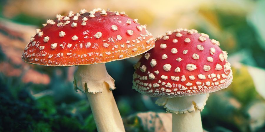 Was Ist Amanita Muscaria?