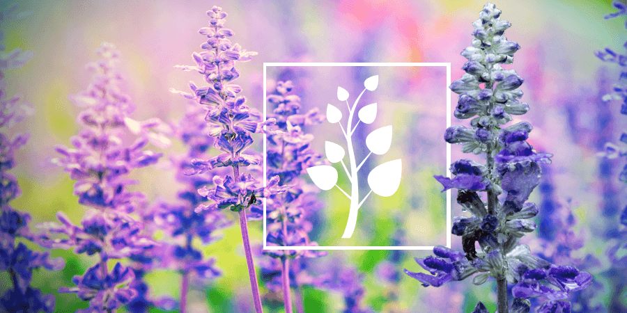 Salvia: Alles Was Du Wissen Musst