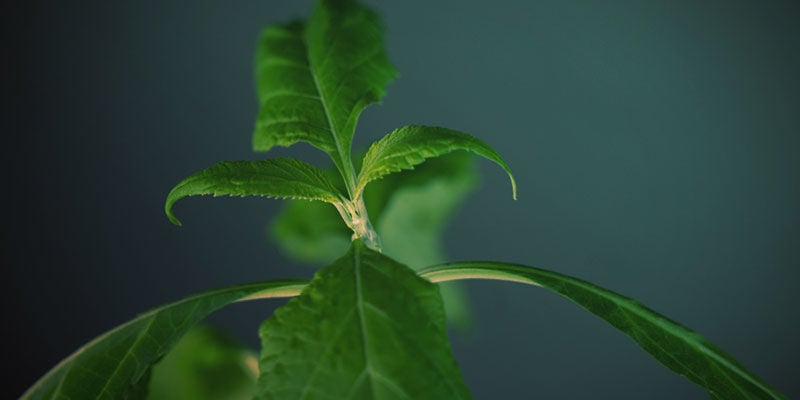 Die Salvia Bewertungsskala