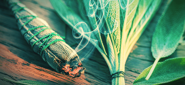 Was man von Salvia erwarten kann