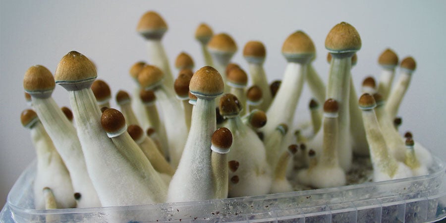 Wie man Magic Mushrooms anbaut