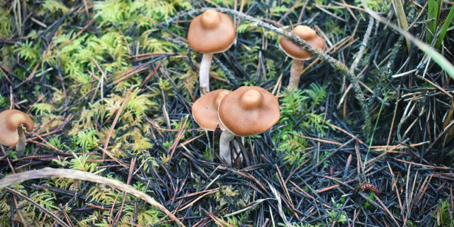 Welche Magic Mushrooms Sind Die Stärksten?