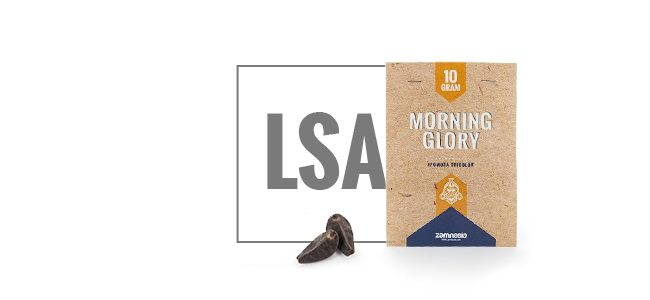 Morning Glory