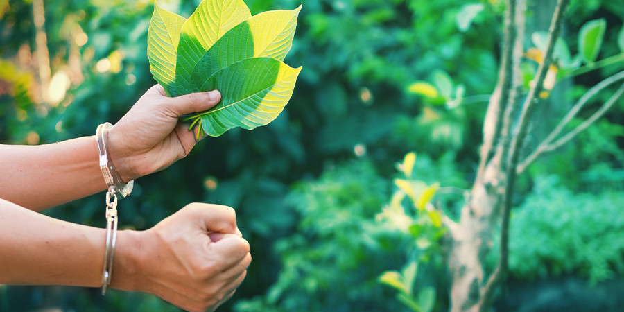 Kratom-Gebrauch Zeigt Sich Von Der Gesetzgebung Unbeeindruckt Kratom-Gebrauch Zeigt Sich Von Der Gesetzgebung Unbeeindruckt