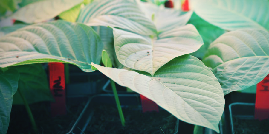 Der Beste Boden Für Den Anbau Von Kratom Der beste Boden für den Anbau von Kratom