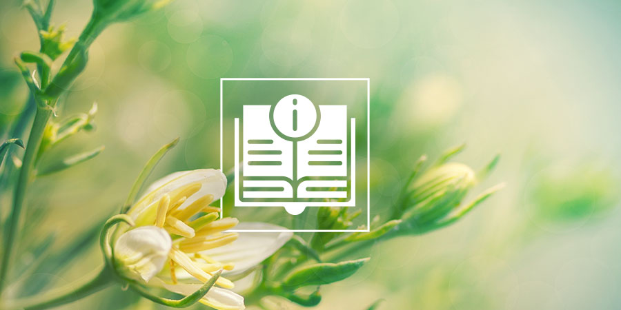 Peganum Harmala: Alles Was Du Wissen Musst Peganum Harmala: Alles Was Du Wissen Musst