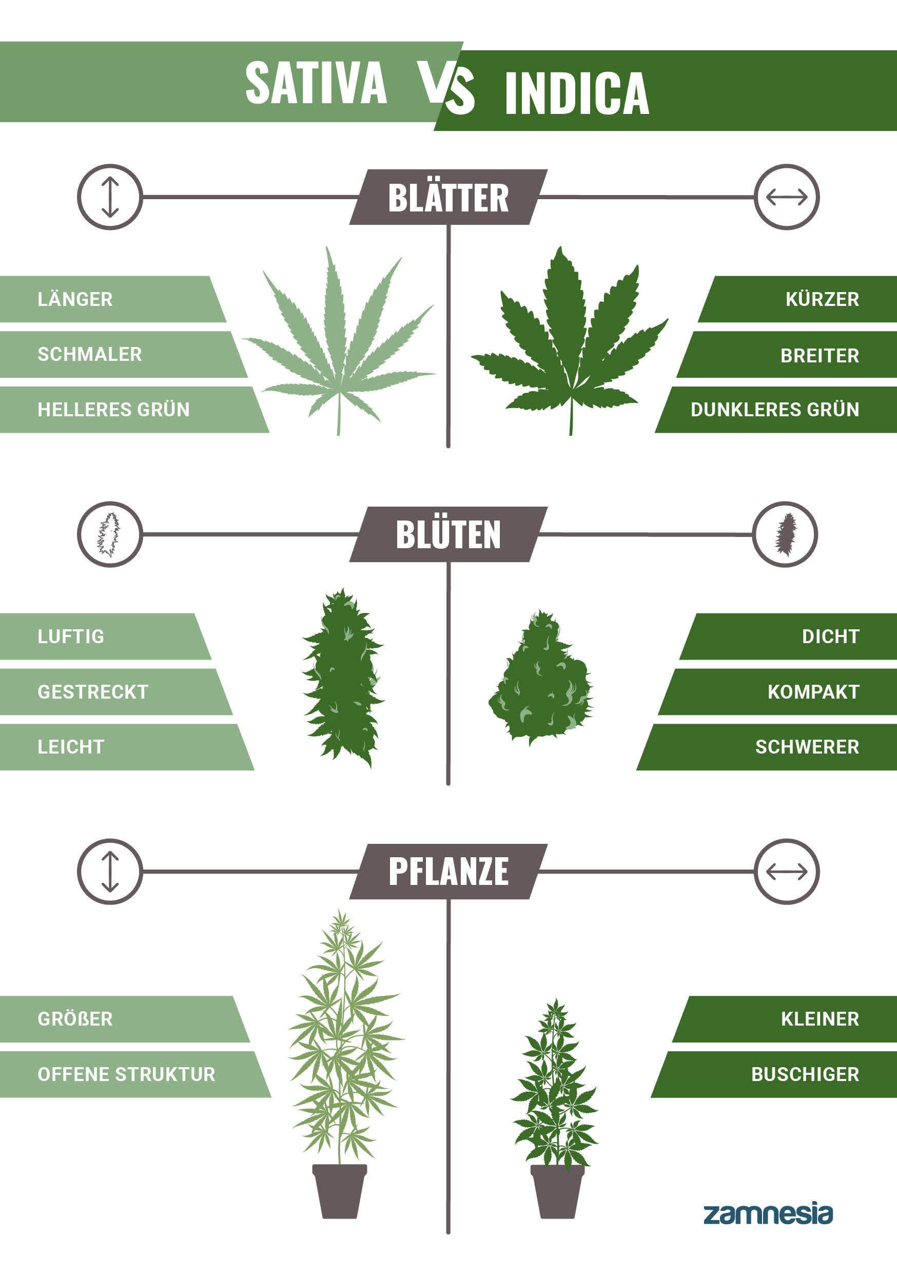 Indica VS Sativa