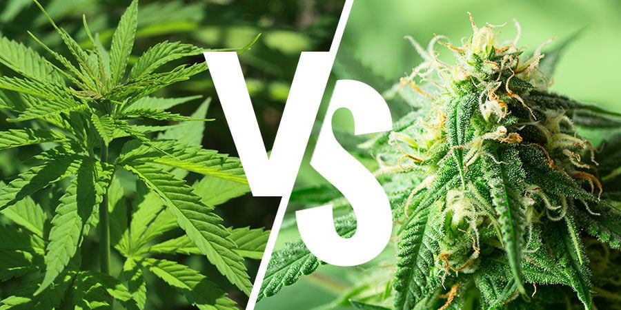 Die Indica- VS. Sativa-Debatte: Sind Die Bezeichnungen Überhaupt Noch Von Bedeutung?