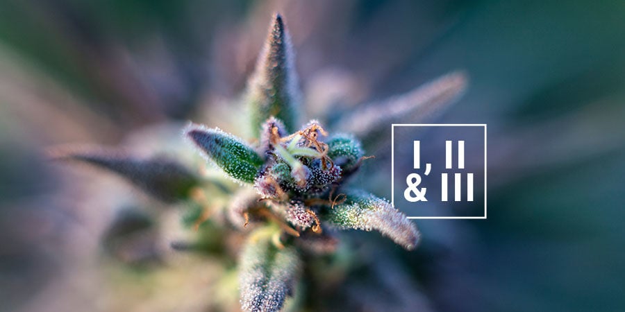 Eine Anmerkung Zu Der Typ I, Typ II Und Typ III Kennzeichnung Von Cannabis