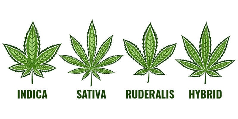 Was Sind Indica-, Sativa- Und Hybridsorten?