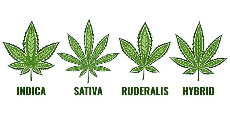 Was Sind Indica-, Sativa- Und Hybridsorten?