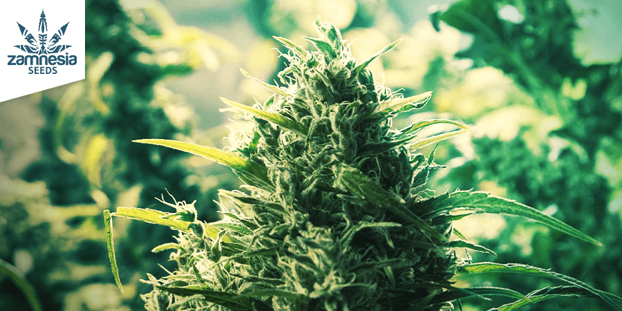 CBD Fix Auto (Zamnesia Seeds)