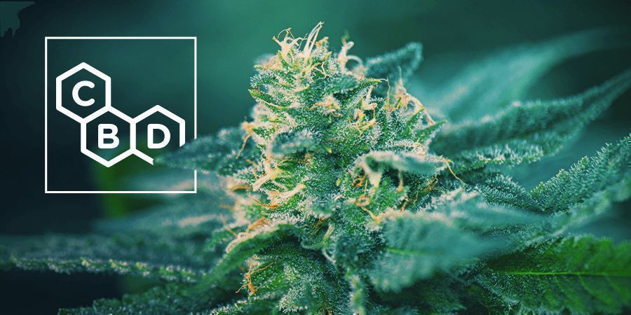 CBD-Reiche Cannabis Sorten