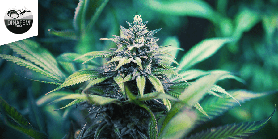 Dinamed CBD (Dinafem)