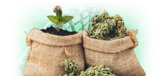 Bildergebnis für cbd sorten