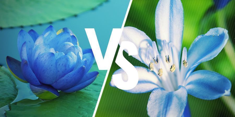 Blaue Lotus: Nahe verwandte Pflanzen