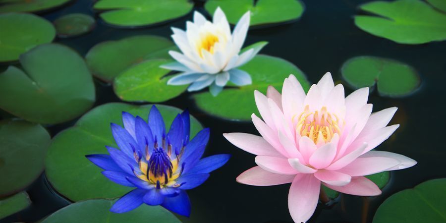 Andere Mitglieder der Lotus-Familie