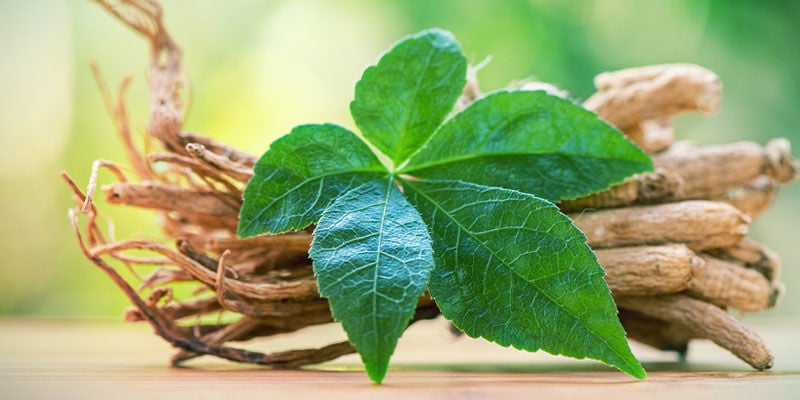 Ein Leitfaden Über Alles Wissenswerte Über Ginseng