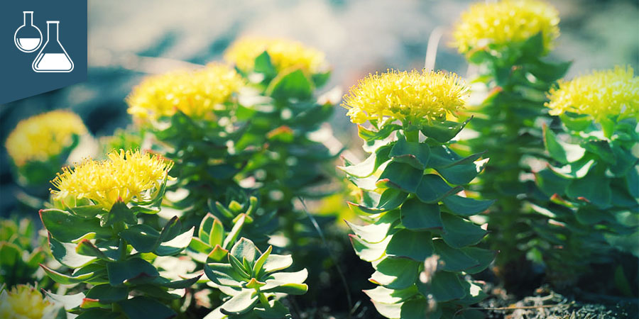 Rhodiola Rosea (Rosenwurz)