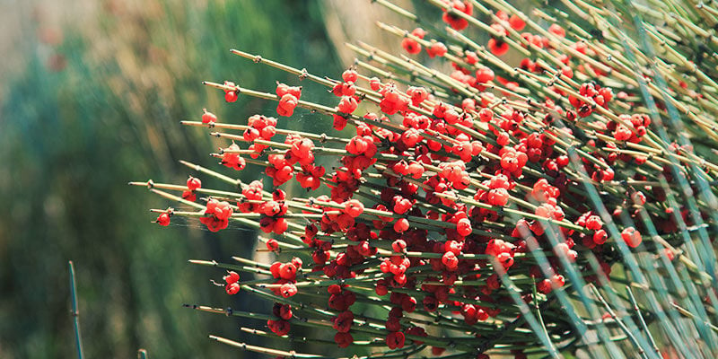 EPHEDRA (MEERTRÄUBEL)