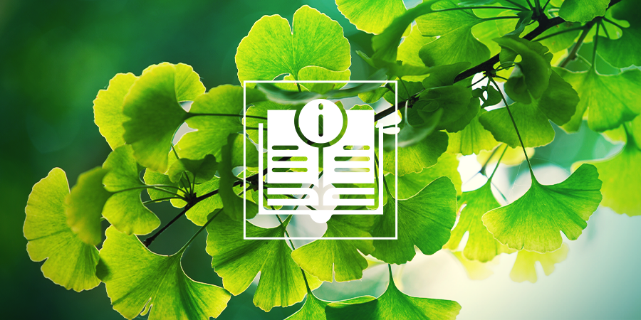 Ginkgo Biloba: Alles, Was Du Wissen Musst Ginkgo Biloba: Alles, Was Du Wissen Musst