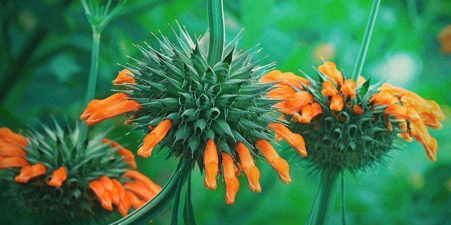 Leonotis Leonurus Botanik