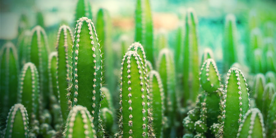 Cactus Der Vier Winde Cactus der vier Winde