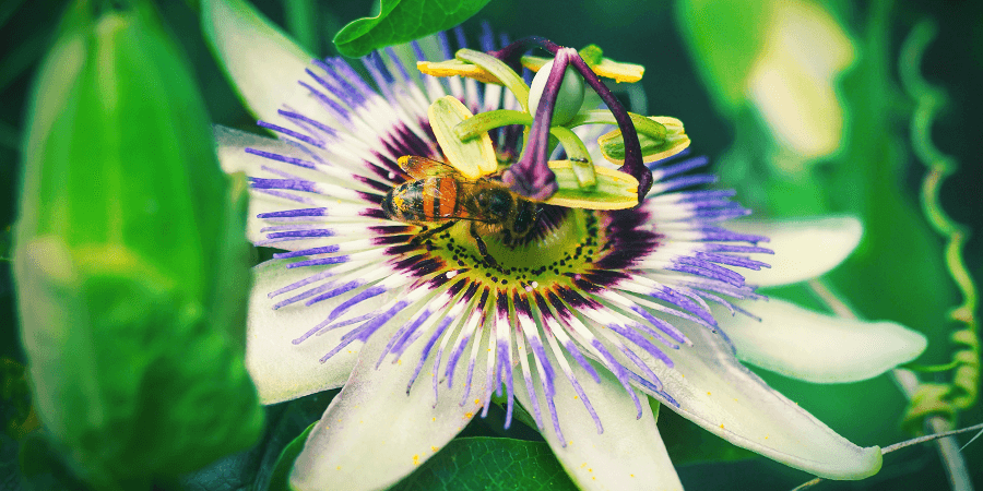 Passionsblume Passionsblume