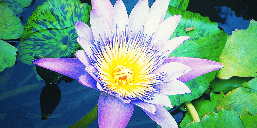 Blauer Lotus Blauer Lotus